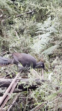A male superb lyrebird, with his beautiful tail, scratches the ground in search of food, spotted on the Lyrebird Track, Dandenong Ranges National Park, near Melbourne, Australia.