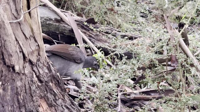A male superb lyrebird, with his beautiful tail, scratches the ground in search of food, spotted on the Lyrebird Track, Dandenong Ranges National Park, near Melbourne, Australia.