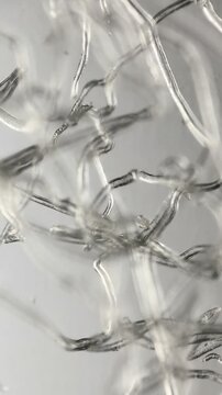 Under microscope, transparent quince fruit tomentum reveals delicate trichomes glinting in light. Focus shifts smoothly through depth, exposing tangled trichome fibers against soft gray background 