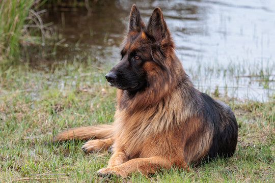 Female long-haired German Shepherd, lying down and alert.