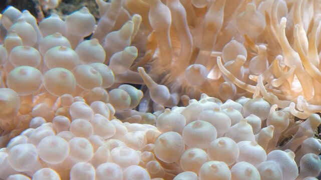 Video of bubble-tip anemone (Entacmaea quadricolor) swaying in the water flow. Zoom effect.