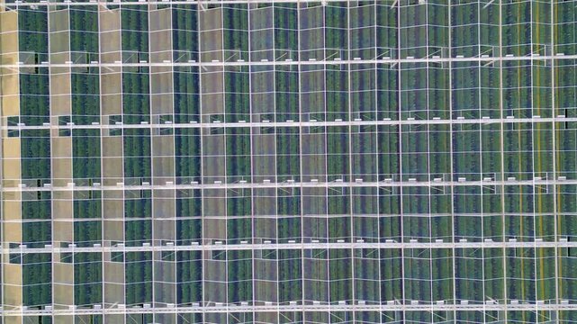 Aerial top-down drone footage flying over a large industrial greenhouse, revealing rows of green plants and modern agricultural technology.