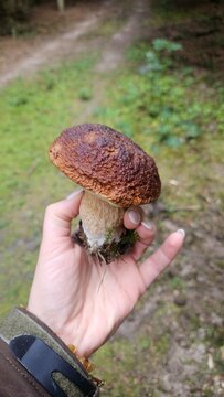 mushroom cep in the hand 
