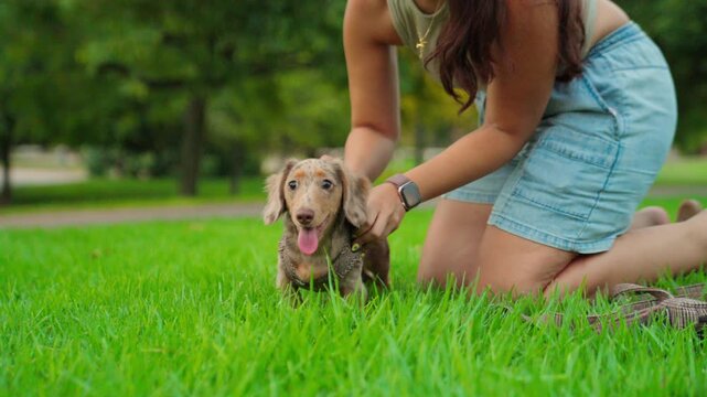 Woman on knees putting a harness on a happy dapple dachshund puppy in green grass, preparing for a walk.