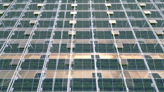 Aerial flyover of a large modern greenhouse showcasing sustainable agriculture and food production technology.