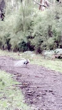A male superb lyrebird performs his courtship dance display on the Lyrebird Track, Dandenong Ranges National Park, near Melbourne, Victoria, Australia.