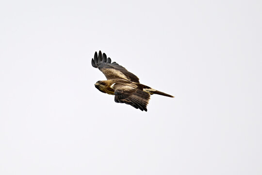Zwergadler // Booted eagle (Hieraaetus pennatus) - Nationalpark Coto de Do&ntilde;ana, Spanien