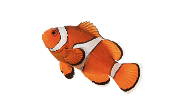 Vibrant orange clownfish aquatic tropical marine wildlife animal isolated on plain backdrop