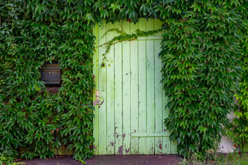 Old Green Door with Ivy – Surreal Abstract Art