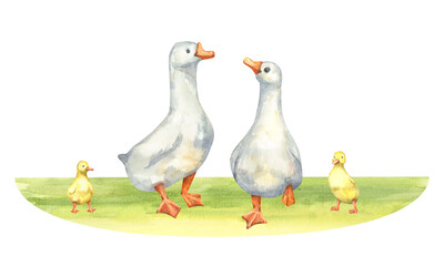 Watercolor white geese and ducklings on spring grass. Pastel colours create a cosy cottagecore atmosphere. Hand-drawn composition for wallpaper and fabric. Soft lines emphasize a calm family group. © Mila