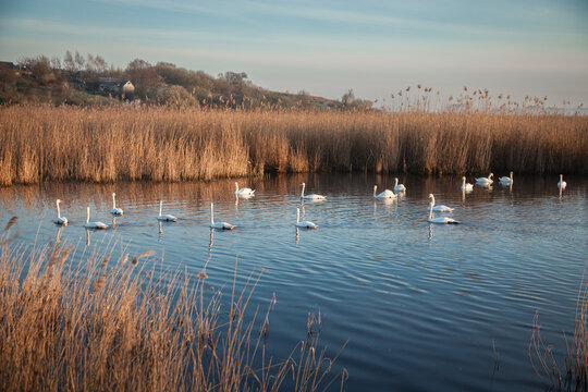 Beautiful white swans swimming on a calm pond at sunrise. Misty morning landscape.