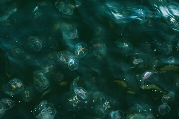 Large bloom of translucent moon jellyfish drifting near the surface of the Baltic Sea, photographed from above in dark green coastal water © Maciej Bonk
