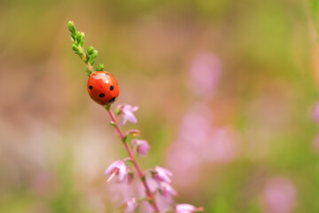 Seven-spot ladybird climbing a slender heather stem against a soft pastel background with generous copy space © Maciej Bonk