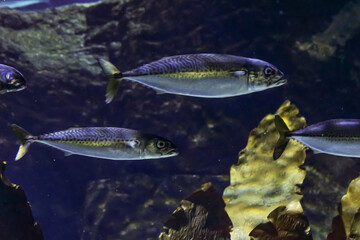 School of Atlantic mackerel swimming through dark water, displaying streamlined silver bodies and distinctive wavy stripes © Maciej Bonk