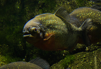 Red-bellied piranha swimming with other fish in dark freshwater, displaying its powerful body, shimmering silver scales and distinctive red belly © Maciej Bonk