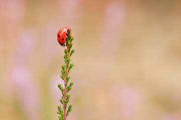 Seven-spot ladybird climbing a slender heather stem against a soft pastel background with generous copy space © Maciej Bonk