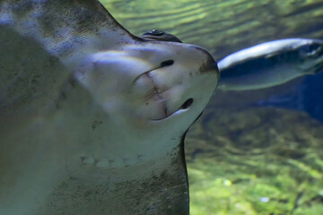 Dramatic underwater close-up of a stingray’s underside, showing its mouth, gill slits and broad body as it glides past the camera © Maciej Bonk