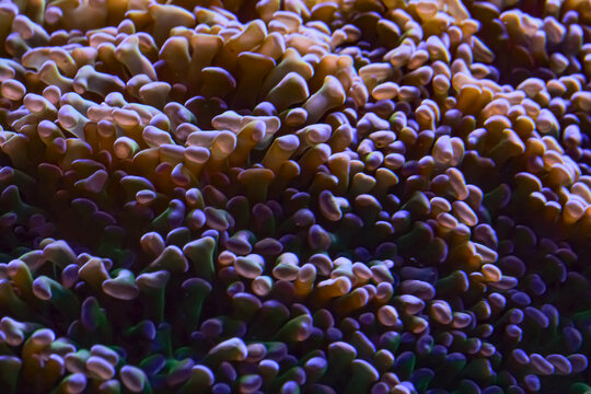 Macro view of colorful hammer coral polyps and fleshy tentacles glowing in purple, green and gold under blue aquarium lighting