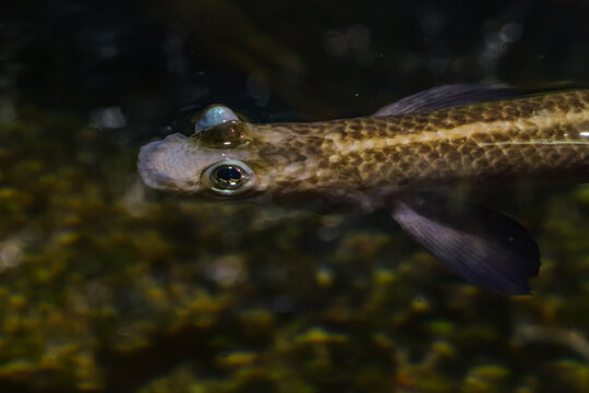 Close-up of a four-eyed fish swimming at the water surface, showing specialized split eyes adapted for seeing above and below water simultaneously