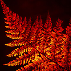 LANDSCAPES OF NATURE - Forest fern in the sunlight  © Wojciech Wrzesień