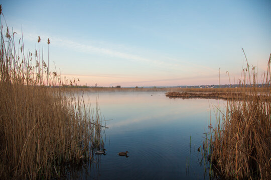 Two wild ducks swimming on a calm lake surrounded by tall reeds at dusk. Peaceful wetland landscape with still water, soft pastel sky and reflections, creating a tranquil natural atmosphere.