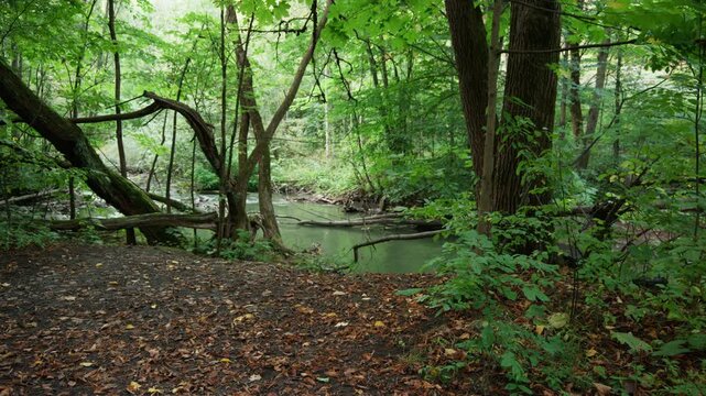 Leafy creek bank opens onto a slow green channel with arching tree trunks and scattered ground leaves, suggesting a calm hiking pause spot.