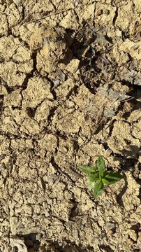 Cracked clay soil forms an extensive dry surface with deep fissures, loose fragments and sparse vegetation, illustrating drought stress and soil desiccation, top down aerial slide
