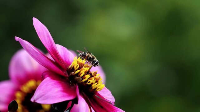 Hover fly on the yellow centre of a pink flower, feeding on pollen against a soft green background in close macro.