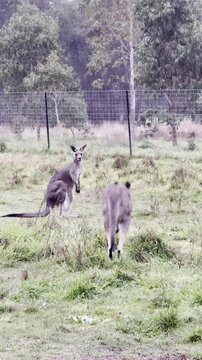 A female kangaroo with a joey in her pouch grazes on grass at Westerfolds Park &mdash; one of the best spots to see kangaroos near Melbourne, Victoria, Australia.