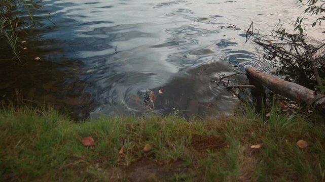 Gentle ripples move along a grassy Norwegian shore where a log and branches sit partly submerged in dark water.