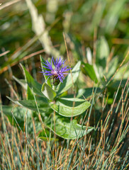 Centaurea mollis Waldst. & Kit. - Close-up of a flowering plant in its natural habitat. © gubernat