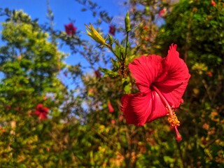 Vibrant Red Hibiscus Flower Blooming in Sunny Garden © JohnnyMohAzar