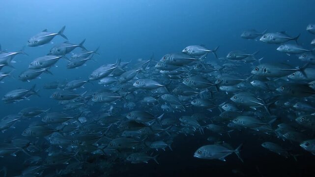 fast and wild schooling of jackfish