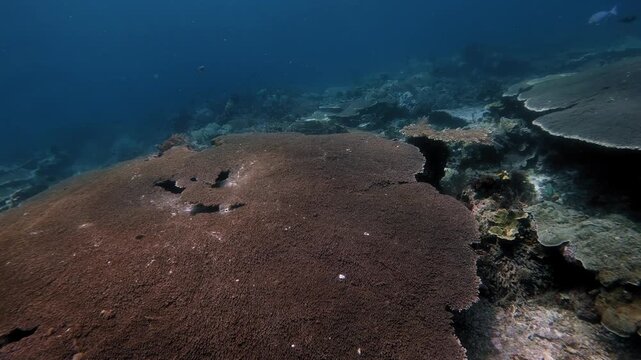 Drifting over two giant table corals