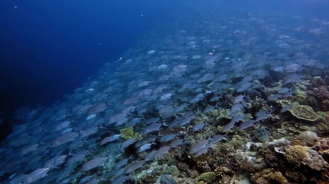 Large and seemingly endless schooling of fish swimming over a reef like a sliver waterfall