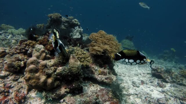 Two clown triggerfish fighting over a small patch of coral for their territory