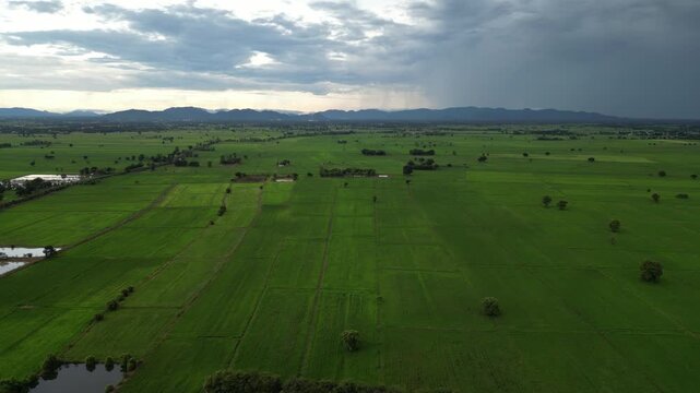상공에서 내려다본 태국 중부 지방의 푸른 논과 넓은 평원 aerial view
