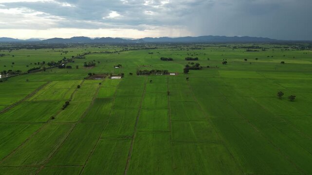 상공에서 내려다본 태국 중부 지방의 푸른 논과 넓은 평원 aerial view
