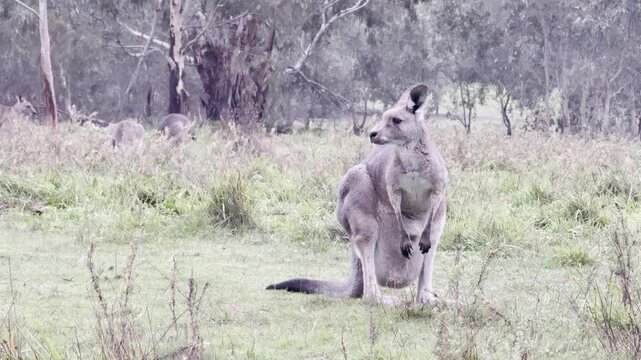 A female kangaroo with a joey in her pouch grazes on grass at Westerfolds Park &mdash; one of the best spots to see kangaroos near Melbourne, Victoria, Australia.