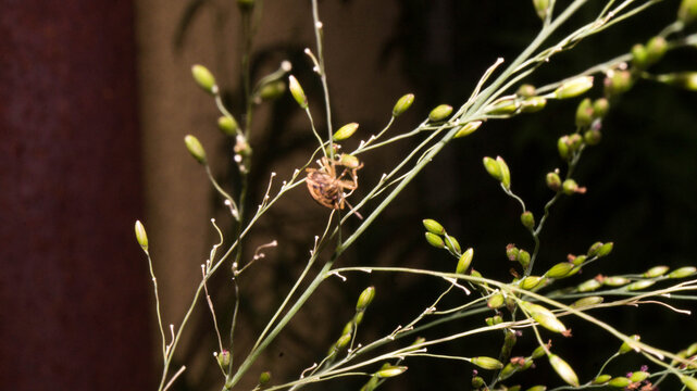 The creature in the selected region is actually an arachnid, specifically a lynx spider (family Oxyopidae). Taken from Las Pinas, NCR, Philippines.