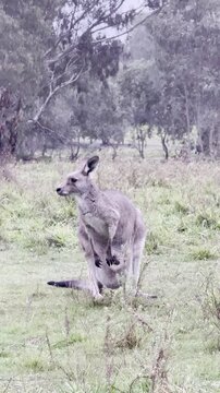 A female kangaroo with a joey in her pouch grazes on grass at Westerfolds Park &mdash; one of the best spots to see kangaroos near Melbourne, Victoria, Australia.