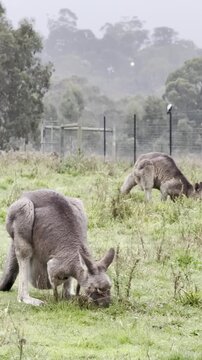 A female kangaroo with a joey in her pouch grazes on grass at Westerfolds Park &mdash; one of the best spots to see kangaroos near Melbourne, Victoria, Australia.