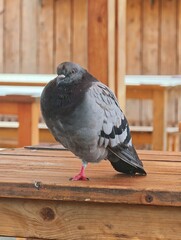 Obraz premium A detailed stock photo of a single common city pigeon (Rock Dove) standing in a natural, puffed-up pose on one leg, directly on a rustic wooden table at an outdoor cafe. Its pink foot is prominent, an