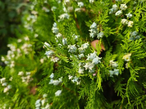 Detailed close-up of vibrant green Thuja orientalis foliage featuring small blue-green seed cones. Ideal for nature, botanical, forestry, and environmental design projects requiring lush plant texture
