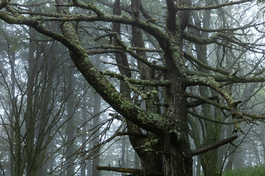 Fog at the Alpine pastures: a trail with artistic installations in the Modena Apennines