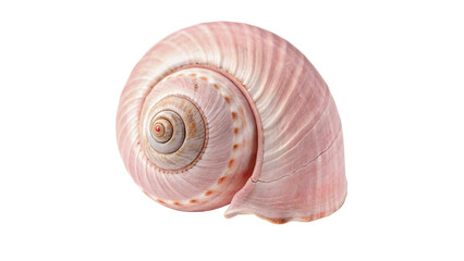 Natural spiral sea snail shell pink shaded seashell element isolated on plain backdrop © James