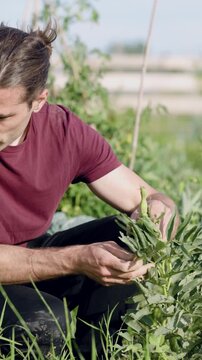 Young male farmer picking fresh fava beans from a plant. Close up on the man's hands harvesting legumes in an organic urban vegetable garden. Vertical