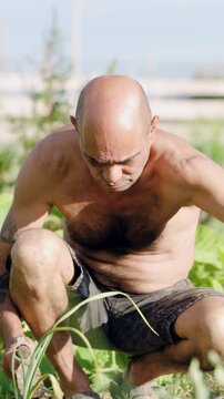 Bald, middle aged farmer kneeling while using a hand hoe to remove weeds and cultivate the soil in his sunny urban vegetable garden. Vertical