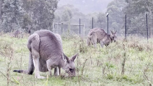 A female kangaroo with a joey in her pouch grazes on grass at Westerfolds Park &mdash; one of the best spots to see kangaroos near Melbourne, Victoria, Australia.