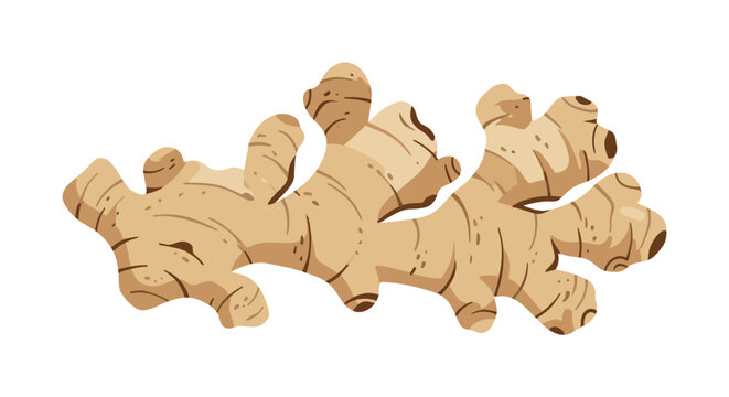 Fresh Ginger Root Illustration on Transparent Background